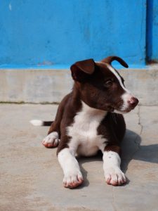 Cute brown and white puppy lying on a concrete floor against a blue wall, enjoying a sunny day.